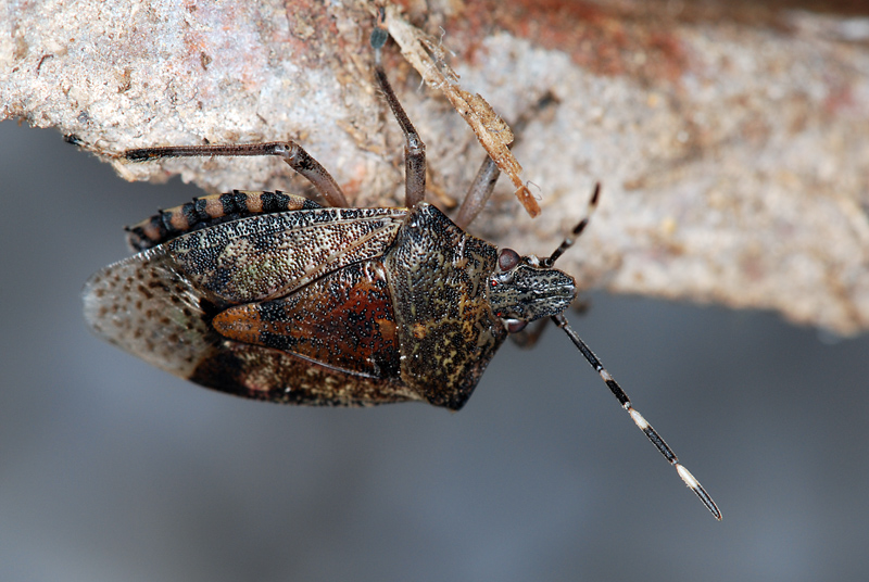 Pentatomidae: Rhaphigaster nebulosa del Veneto (VI)